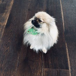 Meet your Posher, Amber